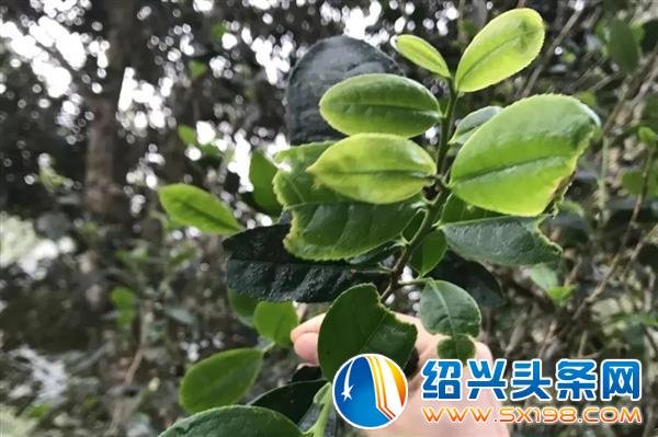 用一杯老树白茶-2