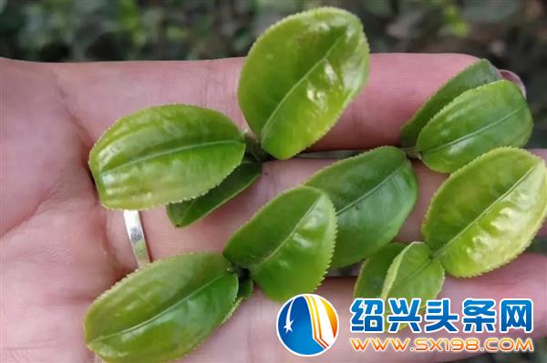 用一杯老树白茶-3