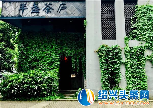 用一杯老树白茶