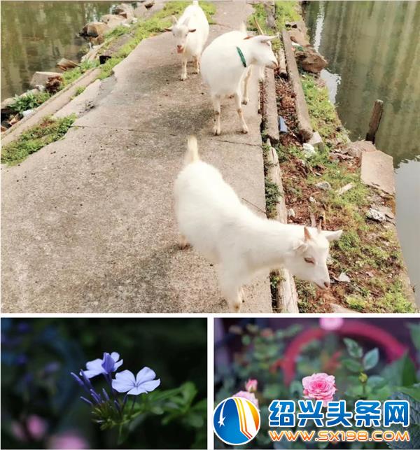 叫官渡南院-1
