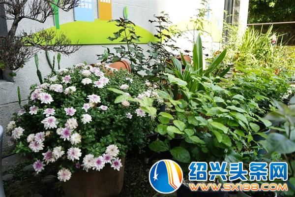 打造了一个开放大花园-4 打造了一个开放大花园-4