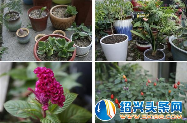 打造了一个开放大花园-3 打造了一个开放大花园-3
