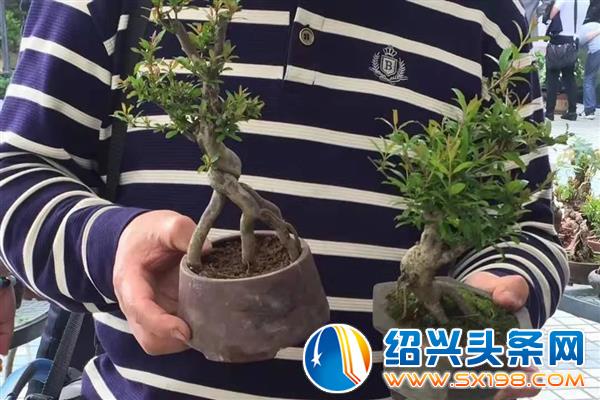 莺飞草长-2