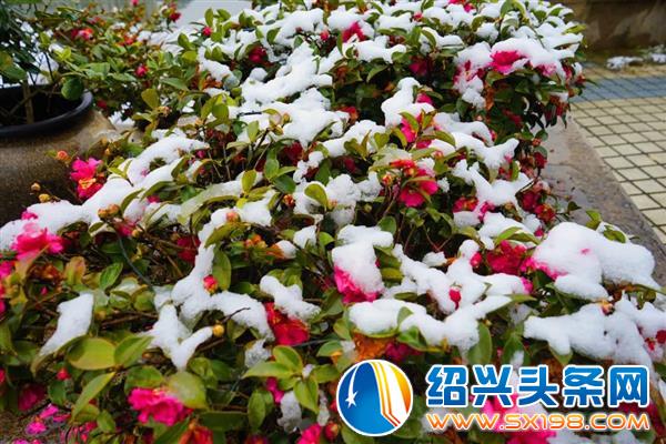 雪中金德隆-14