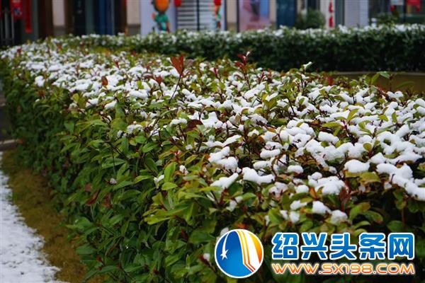 雪中金德隆-9