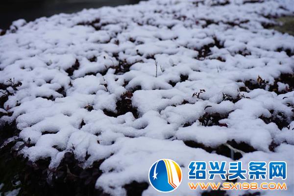 雪中金德隆-8