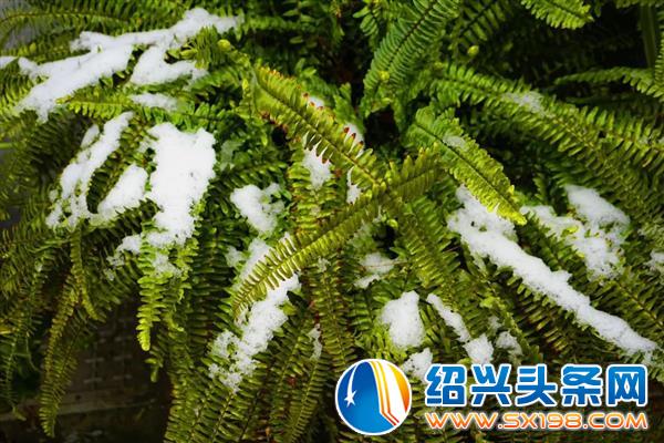雪中金德隆-15