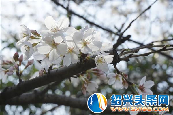 迎一场浪漫樱花雨-4