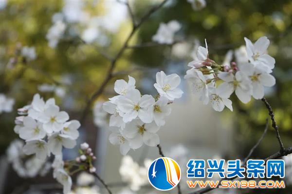 年年春暖绽樱花-6